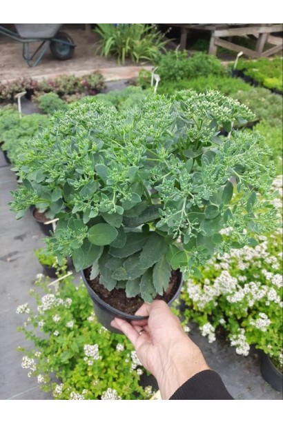 Очиток видний Діамант - 3л/вис.20-30см/Ø20-30см